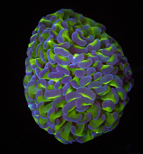 Euphyllia paraancora