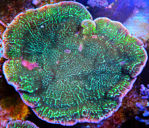Montipora spp.  SPS19