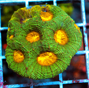 Acanthastrea echinta LPS78