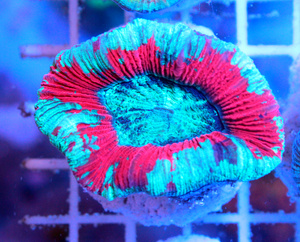 Trachyphyllia geoffroyi LPS31