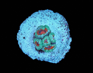 Acanthastrea Lordhowensis