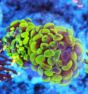 Euphyllia spp. 