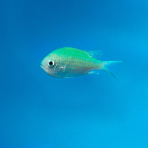 Chromis viridis M