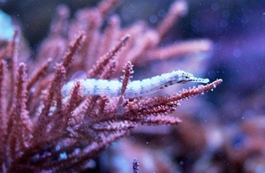 Corythoichthys haematopterus