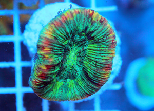 Trachyphyllia geoffroyi LPS24