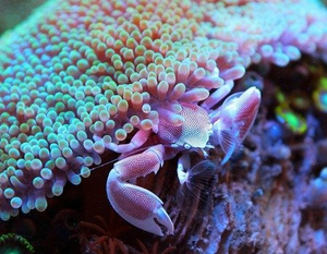 Neopetrolisthes oshimai