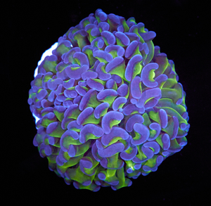 Euphyllia paraancora