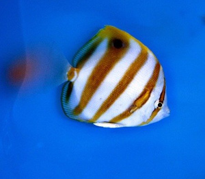 Parachaetodon ocellatus