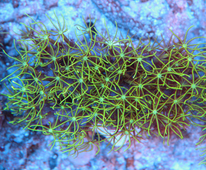 Briareum spp. BRI5