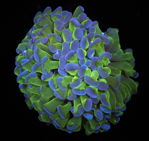 Euphyllia paraancora