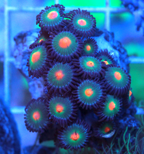 Zoanthus spp. ZOA12