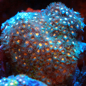 Zoanthus spp. ZOA41