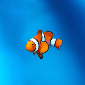 Amphiprion percula M