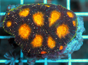Acanthastrea echinta LPS76