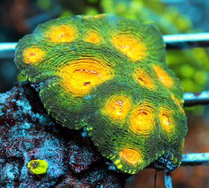 Acanthastrea echinta LPS81