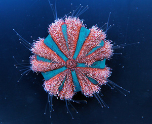 Jeżowiec Mespilia globulus S