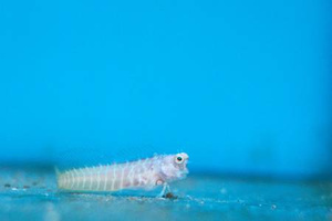 Salarias segmentatus M