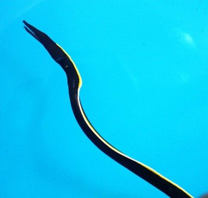 Rhinomuraena quaesita Murena wstążkowa M