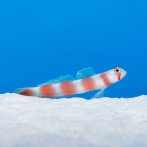 Amblyeleotris aurora M