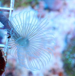 Rurówka Sabellastarte spp.