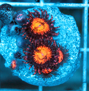 Zoanthus spp. ZOA24