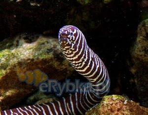 Gymnomuraena zebra Murena zebra XL