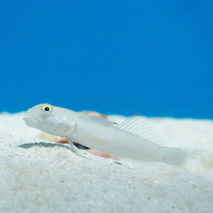 Valenciennea sexguttata