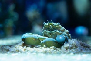 Mithraculus sculptus Mitrax crab M