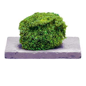 Fauna Marin - Frag Tile 1 sztuka