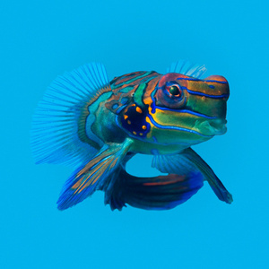 Synchiropus splendidus M -