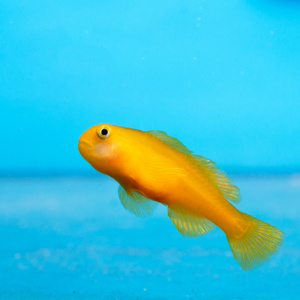 Gobiodon okinawae S/M