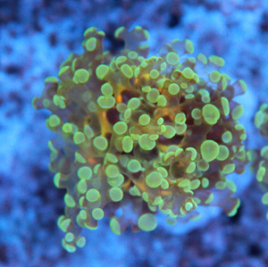 Euphyllia spp. 