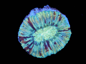 Trachyphyllia sp.
