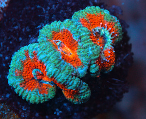 Acanthastrea lordhowensis
