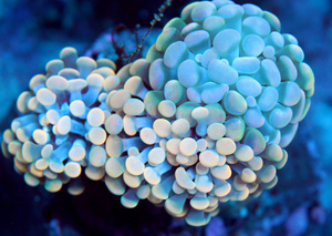 Euphyllia spp.
