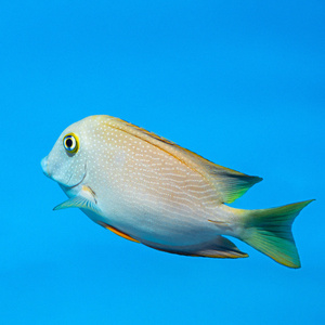 Ctenochaetus truncatus M