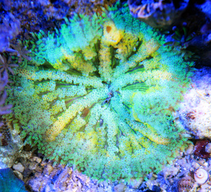 Stichodactyla tapetum