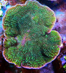 Montipora spp.  SPS19