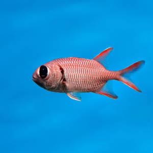 Myripristis murdjan M