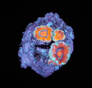 Acanthastrea Lordhowensis