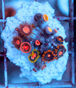Zoanthus spp. ZOA60