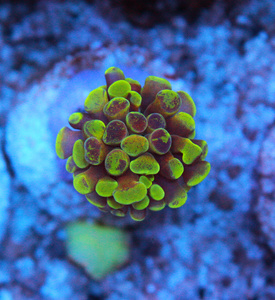 Euphyllia spp. 