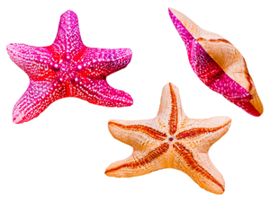 Poduszka Rozgwiazda 55 cm