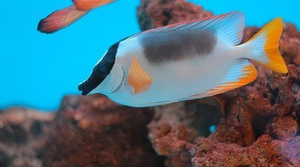 Siganus magnifica (Lo magnifica) M