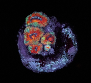 Acanthastrea Lordhowensis