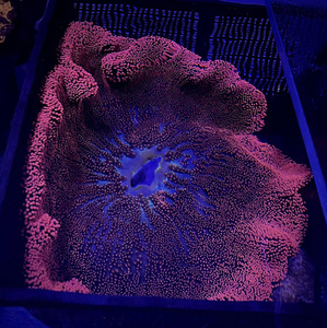 Stichodactyla Ukwiał dywanowy XXXL