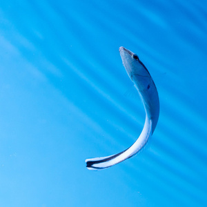 Labroides dimidiatus M