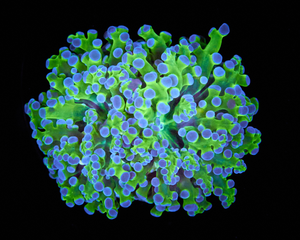 Euphyllia paradivisa