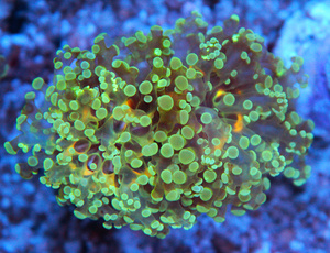 Euphyllia spp. 