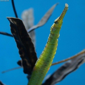 Syngnathoides biaculeatus Iglicznia S